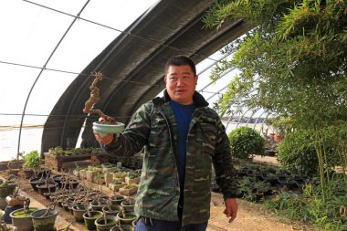 Luannan County - December 21, 2017: a gardener looking at bonsai in the garden, Luannan, Hebei, Chin