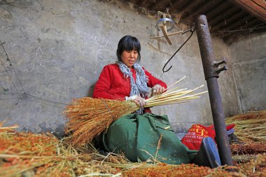 Luannan County - December 21, 2017: worker processing whisk broom in a hand workshop, Luannan County, Hebei Province, China. This is the most important traditional handicraft industry in the local area