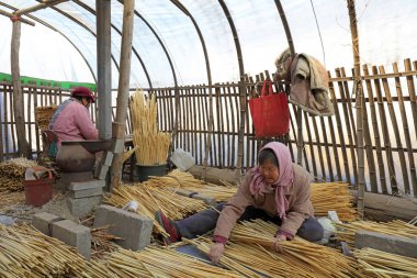 Luannan County - December 21, 2017: workers processing cover curtains in a handmade workshop, Luannan County, Hebei Province, China. This is the most important traditional handicraft industry in the local area