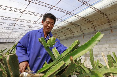 LUANNAN COUNTY, China - October 11, 2017: gardener arranges pitaya plants, LUANNAN COUNTY, Hebei Province, China