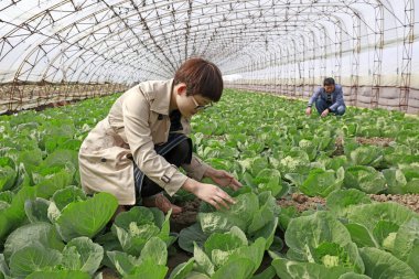 LUANNAN COUNTY, China - October 11, 2017: Vegetable farmers are busy in the greenhouse, LUANNAN COUNTY, Hebei Province, China