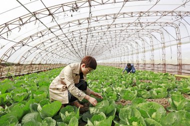 LUANNAN COUNTY, China - October 11, 2017: Vegetable farmers are busy in the greenhouse, LUANNAN COUNTY, Hebei Province, China