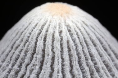 Siyah arka planda meyve veren mantarlar