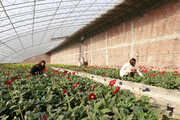 Luannan County - November 21, 2017: two women are picking chrysanthemums from Africa, in greenhouses, Luannan, Hebei, Chin