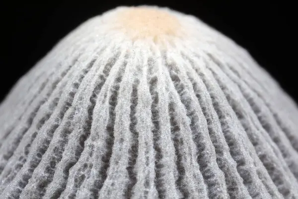 Siyah arka planda meyve veren mantarlar