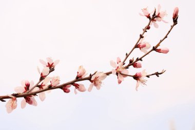 Bahçede çiçek açan şeftali çiçekleri