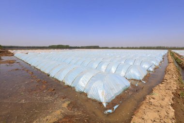 Plastik kemer tarlada.