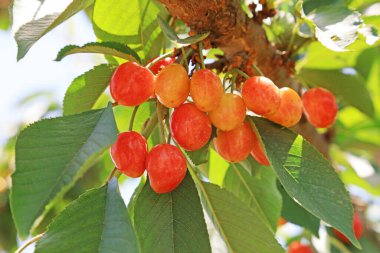 American Cherry on the Branch