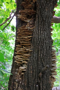 Bir ağaç gövdesi mantarlar