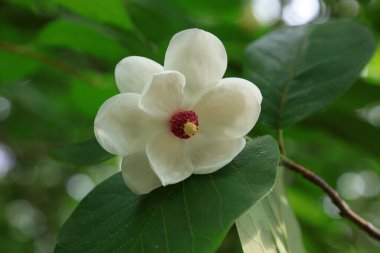 Magnolia Kuşatması. Fotoğrafın yakın çekimi.