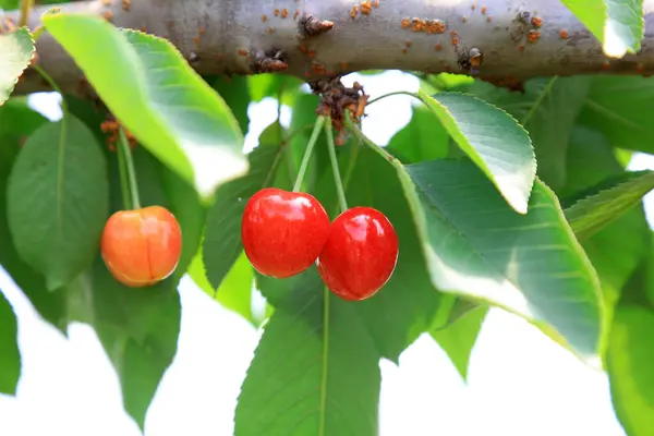 American Cherry on the Branch