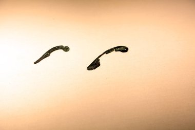 Antik Çin bronz kapları, ortaya çıkarılmış kültürel kalıntılar.