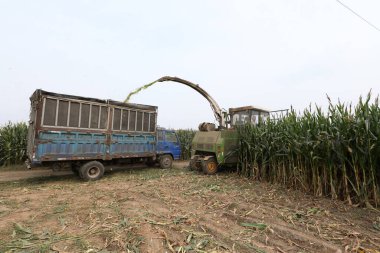 Corn silage harvester in farmland, North China Plain