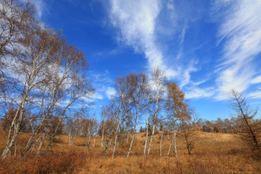 Birch forest under blue sky in huanggangliang Park of Keshiketeng World Geopark, Inner Mongolia