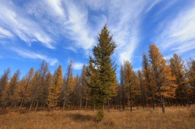 Pine trees in huanggangliang Park, Keshiketeng World Geopark, Inner Mongolia