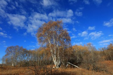 Birch forest in hot spring park of Keshiketeng World Geopark, Inner Mongolia