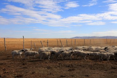 Sheep in hot spring park of Keshiketeng World Geopark, Inner Mongolia