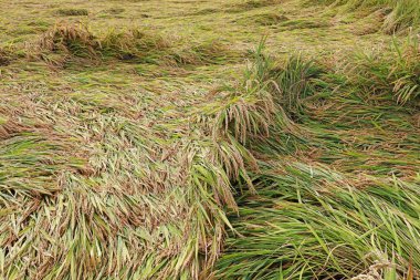 Rice plants blown down by the wind, on a farm, China