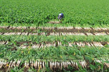 LUANNAN COUNTY, China - October 14, 2017: Farmers are harvesting turnips in the field on a farm, LUANNAN COUNTY, Hebei Province, China