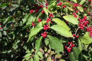 lonicera maackii in a garden