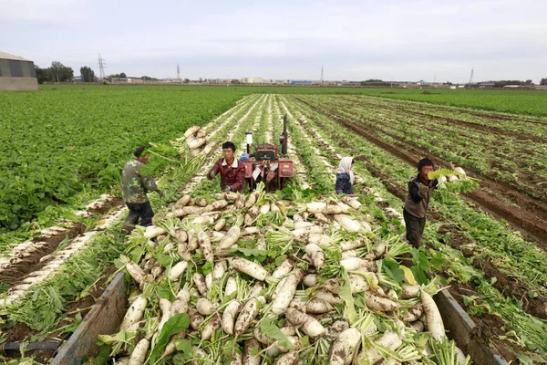 LUANNAN COUNTY, China - October 14, 2017: Farmers are harvesting turnips in the field on a farm, LUANNAN COUNTY, Hebei Province, China