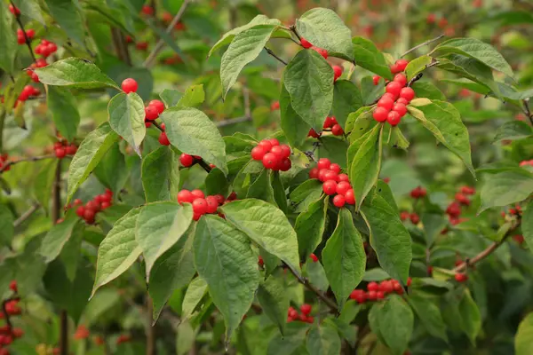 Honeysuckle fruit in a botanical garden, China