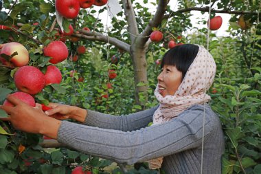 LUANNAN COUNTY, China - November 1, 2017: female farmers are harvesting Red Fuji apples in an orchard, LUANNAN COUNTY, Hebei Province, China