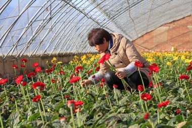 Luannan County, November 15, 2017: ladies Picking Gerbera flowers in a greenhouseLuannan County, Hebei Province, Chines