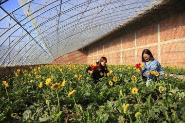 Luannan County, November 15, 2017: ladies Picking Gerbera flowers in a greenhouseLuannan County, Hebei Province, Chines