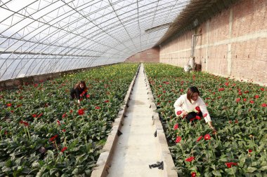 Luannan County - November 21, 2017: two women are picking chrysanthemums from Africa, in greenhouses, Luannan, Hebei, Chin