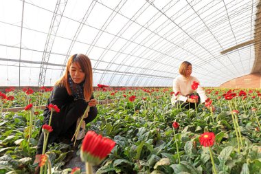 Luannan County - November 21, 2017: two women are picking chrysanthemums from Africa, in greenhouses, Luannan, Hebei, Chin