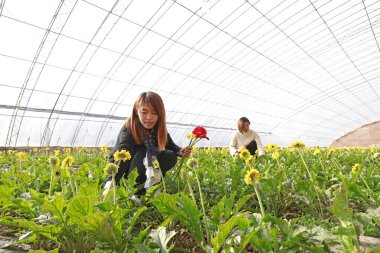 Luannan County - November 21, 2017: two women are picking chrysanthemums from Africa, in greenhouses, Luannan, Hebei, Chin