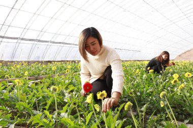 Luannan County - November 21, 2017: two women are picking chrysanthemums from Africa, in greenhouses, Luannan, Hebei, Chin