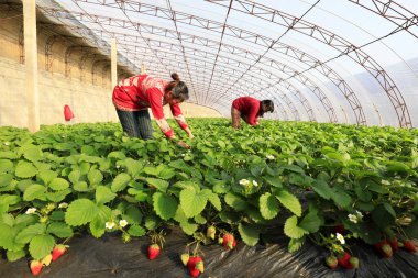 Luannan County - 20 Aralık 2017: Çilek barakalarında çalışan kadın işçiler, Luannan, Hebei, Çin, Chin