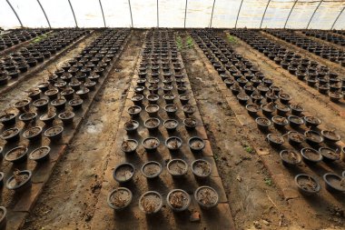 Flower bonsai in the greenhous