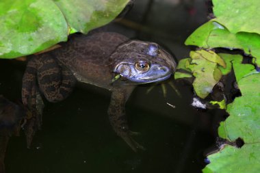 Bullfrog in the wate closeup of photo