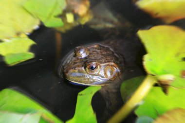 Bullfrog in the wate closeup of photo