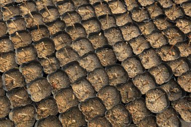 Cuttage seedlings in the nutrition bow