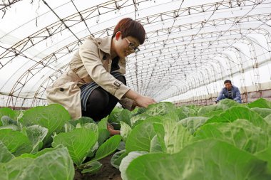 LUANNAN COUNTY, China - October 11, 2017: Vegetable farmers are busy in the greenhouse, LUANNAN COUNTY, Hebei Province, China