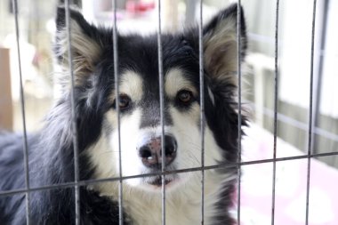 Alaska kızak köpeği kafeste.