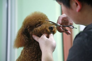 Luannan County - February, 2018: pet beauticians Cosmetology for the Teddy dog, Luannan, Hebei, Chin