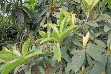 Loquat serada fotoğrafa yakın çekim yapıyor.