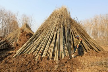 Luannan İlçesi - 22 Mart 2018: çiftçiler fidanları yetiştiriyor, geçici bakım yapıyorlar, Luannan Bölgesi, Hebei Bölgesi, Çin