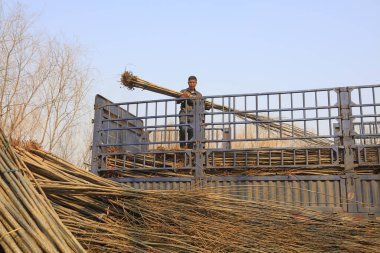 Luannan Eyaleti - 22 Mart 2018: çiftçiler kamyonları boşaltıyorlar, Luannan Bölgesi, Hebei Bölgesi, Çin