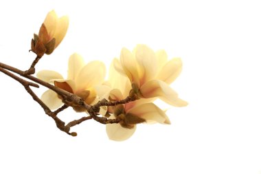 Beyaz bir sırtüstü manolya çiçeği