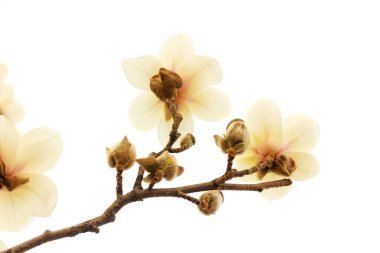 Beyaz bir sırtüstü manolya çiçeği