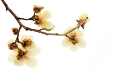 Beyaz bir sırtüstü manolya çiçeği