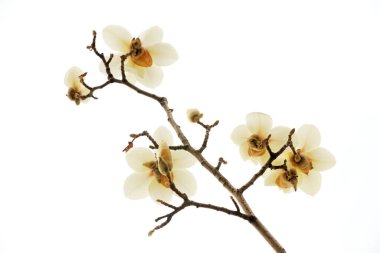 Beyaz bir sırtüstü manolya çiçeği