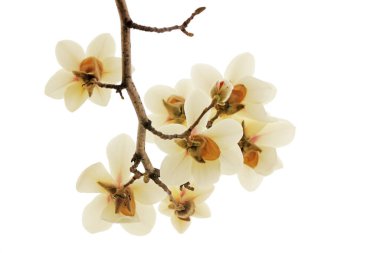 Beyaz bir sırtüstü manolya çiçeği