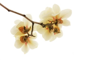 Beyaz bir sırtüstü manolya çiçeği